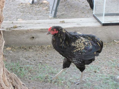 rumpless chickens|manx rumpy chicken.